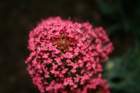 flowers_img_5372_small.jpg