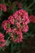 flowers_img_5373_small.jpg