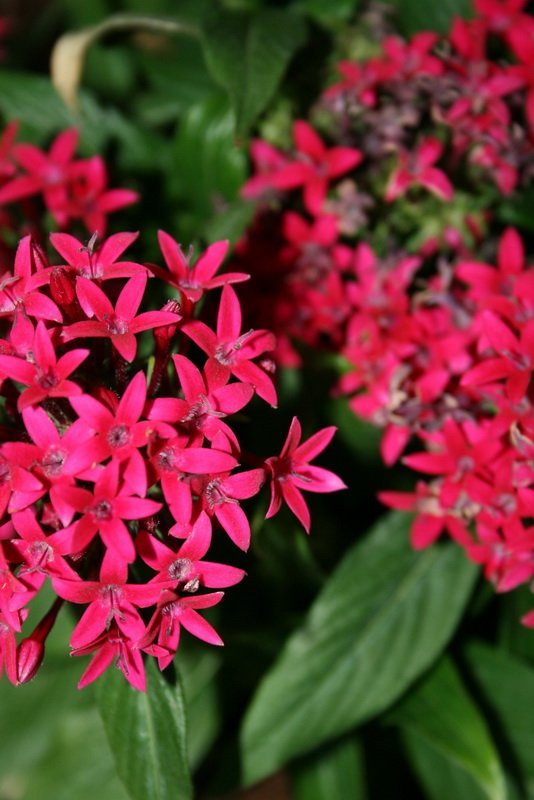 flowers_img_5376.jpg