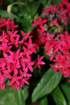 flowers_img_5376_small.jpg