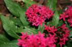 flowers_img_5377_small.jpg