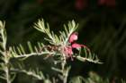 flowers_img_5378_small.jpg