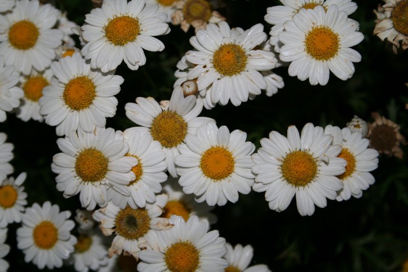 flowers_img_5382.jpg