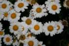 flowers_img_5382_small.jpg