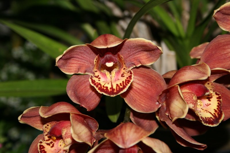 flowers_img_5383.jpg