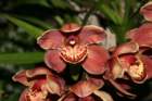 flowers_img_5383_small.jpg