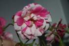 flowers_img_5384_small.jpg