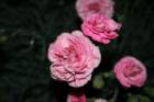 flowers_img_5385_small.jpg