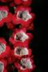 flowers_img_5387_small.jpg