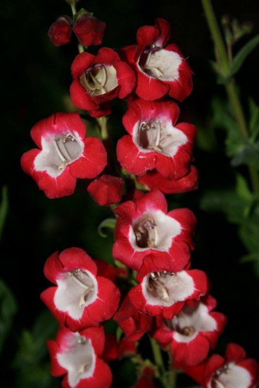 flowers_img_5391.jpg