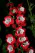 flowers_img_5391_small.jpg
