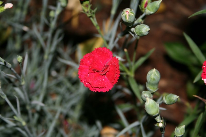flowers_img_5392.jpg
