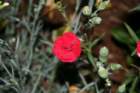 flowers_img_5392_small.jpg