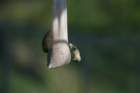 flowers_img_5397_small.jpg
