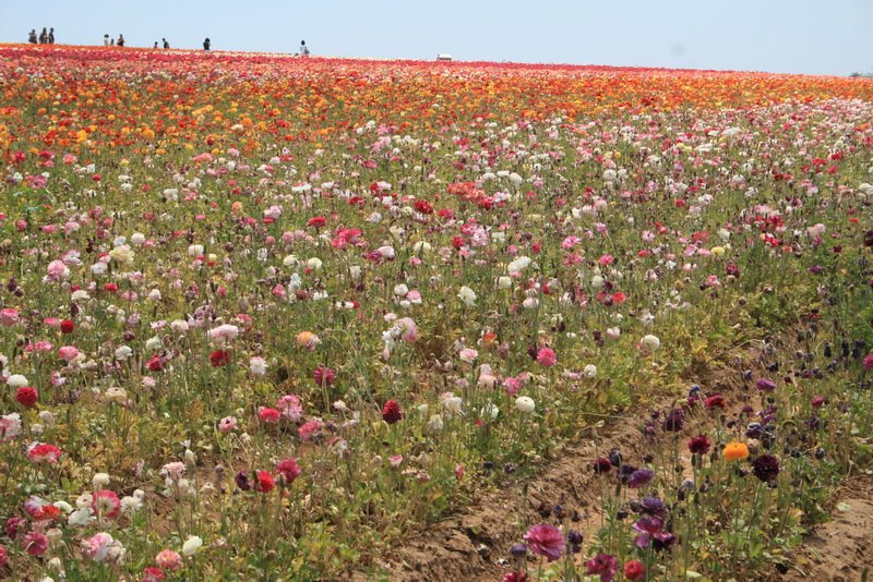 flowers_img_5410.jpg