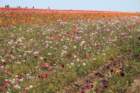 flowers_img_5410_small.jpg
