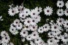 flowers_img_5413_small.jpg