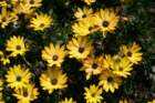 flowers_img_5414_small.jpg