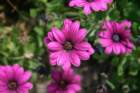 flowers_img_5415_small.jpg