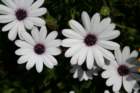 flowers_img_5416_small.jpg