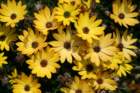 flowers_img_5417_small.jpg