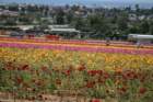 flowers_img_5418_small.jpg