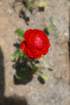 flowers_img_5419_small.jpg