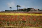 flowers_img_5421_small.jpg