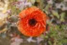 flowers_img_5422_small.jpg