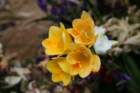 flowers_img_5424_small.jpg