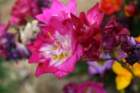 flowers_img_5426_small.jpg