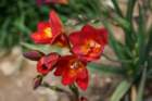 flowers_img_5428_small.jpg