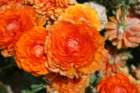 flowers_img_5429_small.jpg