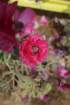 flowers_img_5430_small.jpg