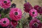 flowers_img_5432_small.jpg