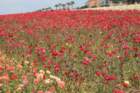 flowers_img_5436_small.jpg