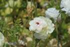 flowers_img_5438_small.jpg