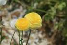 flowers_img_5439_small.jpg