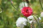 flowers_img_5440_small.jpg