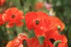 flowers_img_5441_small.jpg