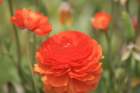 flowers_img_5442_small.jpg