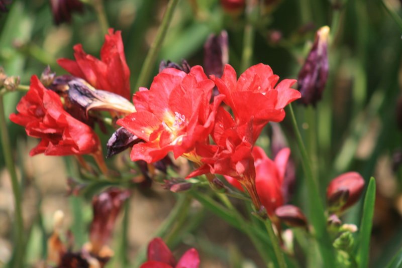 flowers_img_5443.jpg