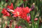 flowers_img_5443_small.jpg