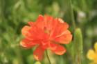 flowers_img_5448_small.jpg