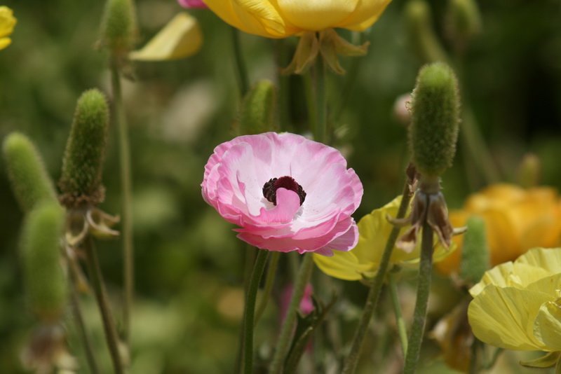 flowers_img_5449.jpg