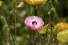 flowers_img_5449_small.jpg