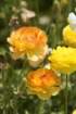 flowers_img_5450_small.jpg