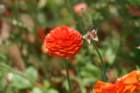 flowers_img_5451_small.jpg