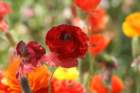 flowers_img_5452_small.jpg