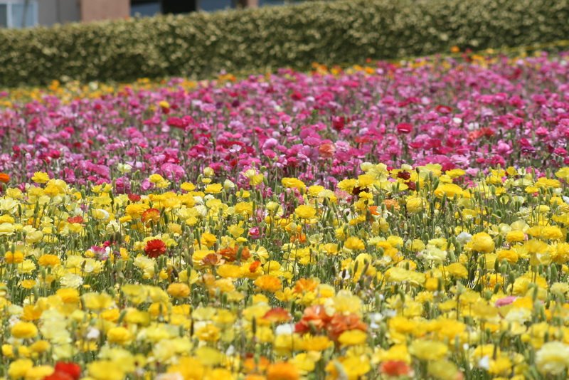 flowers_img_5456.jpg